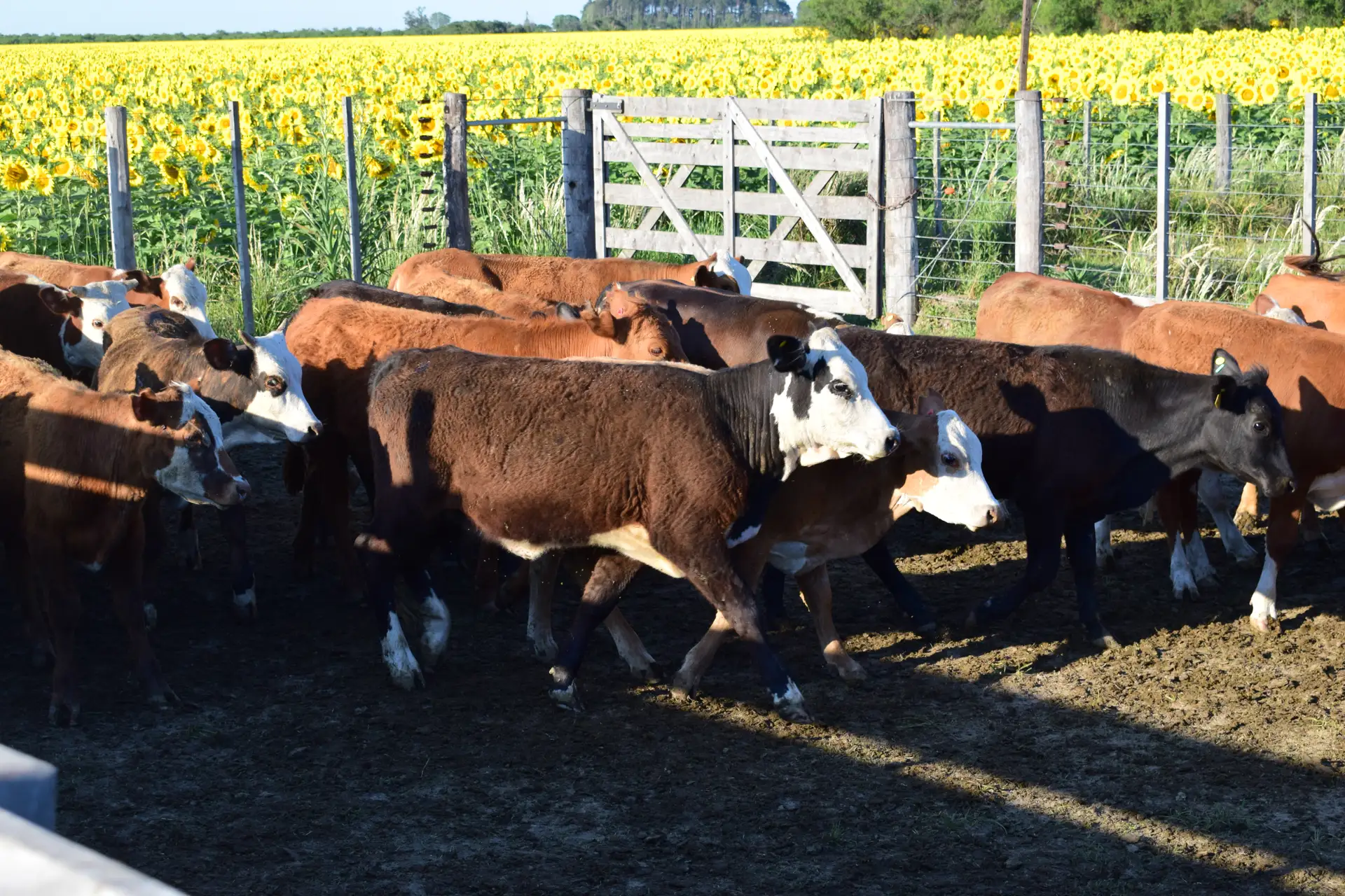 Campo argentino